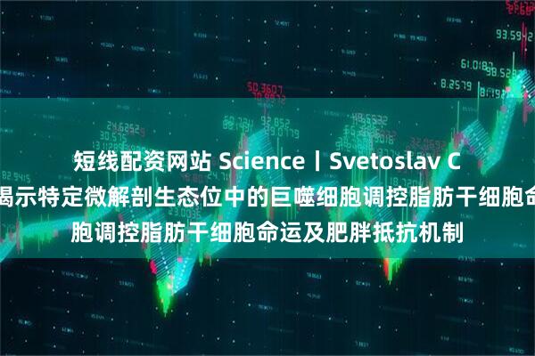 短线配资网站 Science丨Svetoslav Chakarov团队研究揭示特定微解剖生态位中的巨噬细胞调控脂肪干细胞命运及肥胖抵抗机制