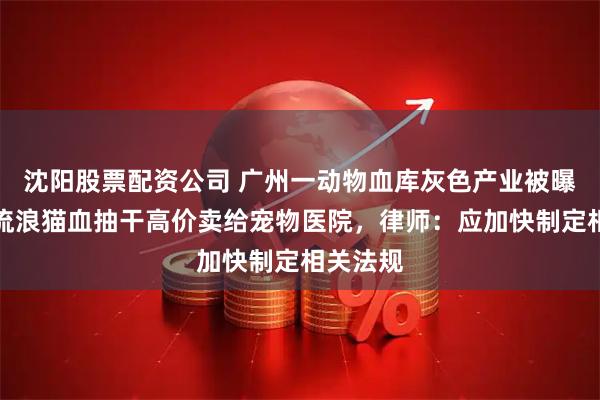 沈阳股票配资公司 广州一动物血库灰色产业被曝光，将流浪猫血抽干高价卖给宠物医院，律师：应加快制定相关法规